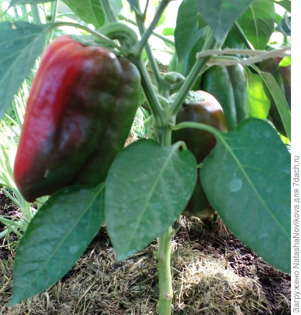 перчики спеют