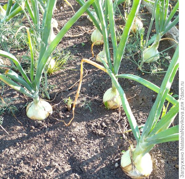 наливается лучок