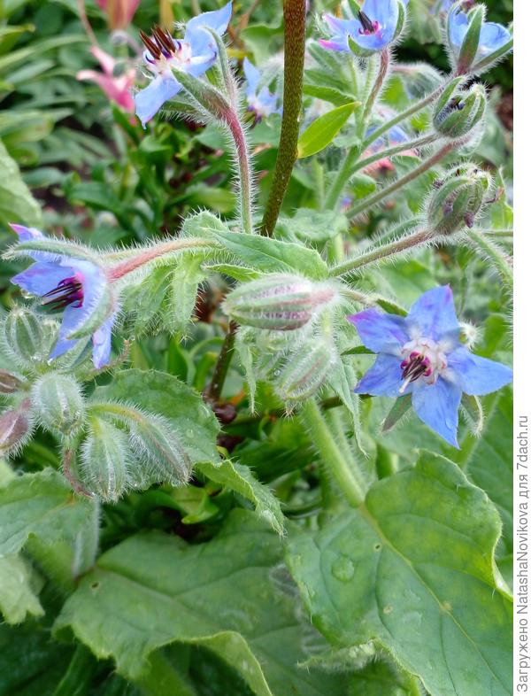 бораго то же сам сеется