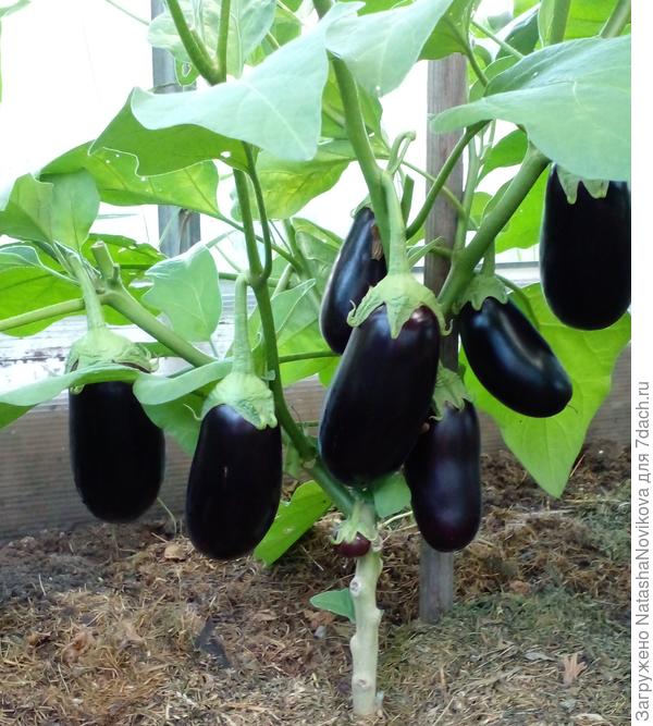 баклажаны набирают вес