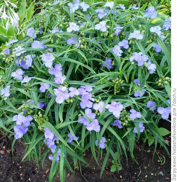 полюбилась садовая традесканция
