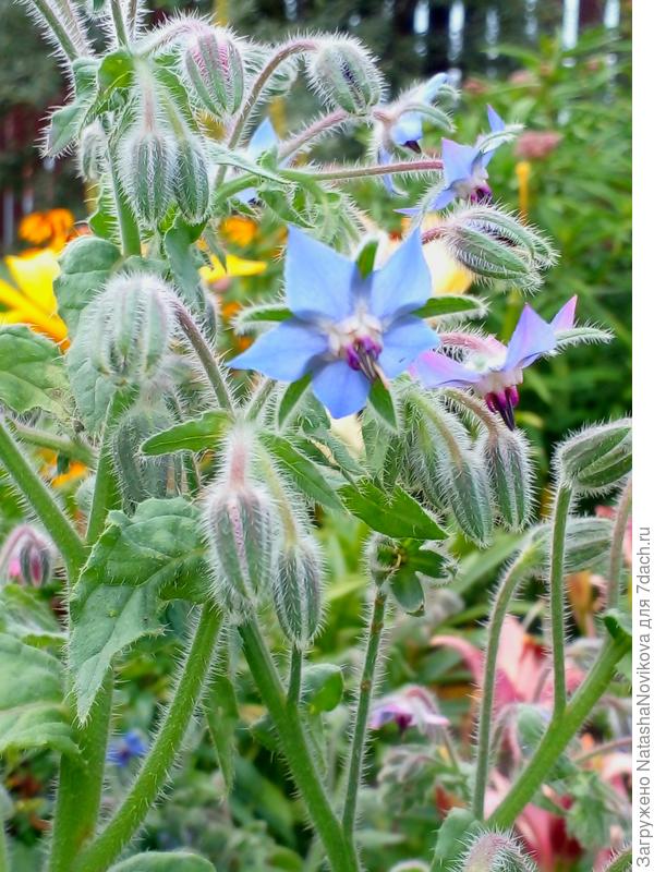 ну и пусть сеется