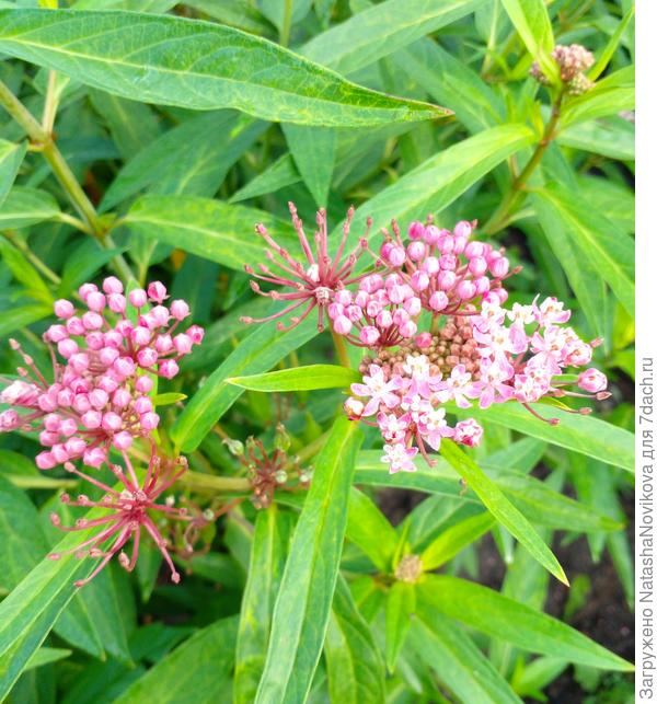 отцветает ваточник сирийский