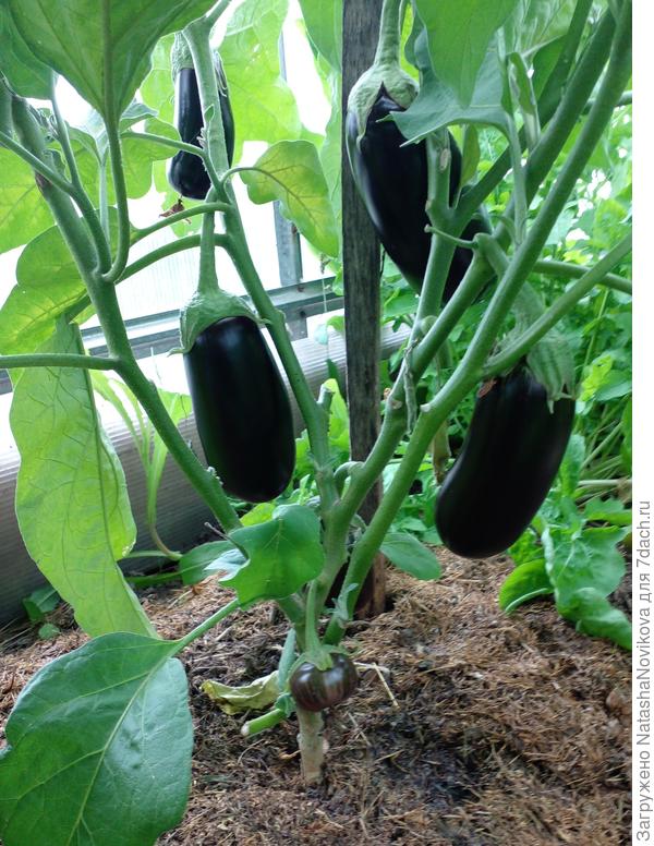 крепенькие