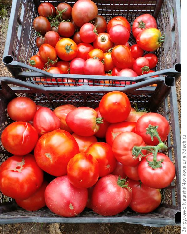 сегодня собралось