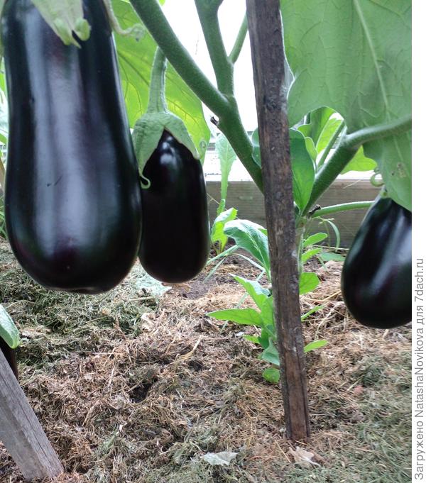 толстенькие:) упругие