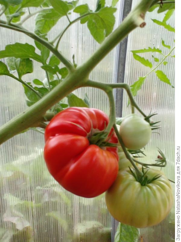 уже и верхние кисти готовы