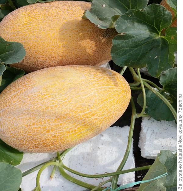 аромат божественный, как на югах