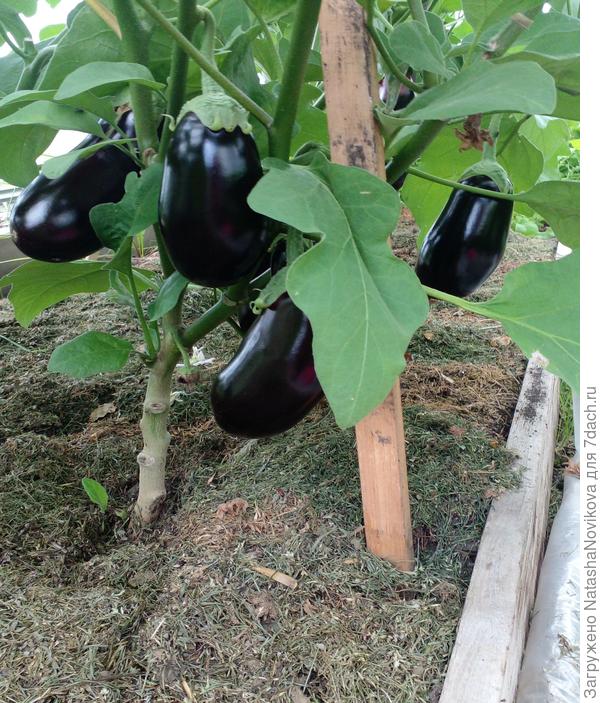 баклажаны то же радуют