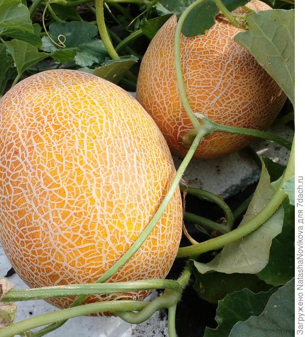 ещё пару дней и можно снимать, наверное