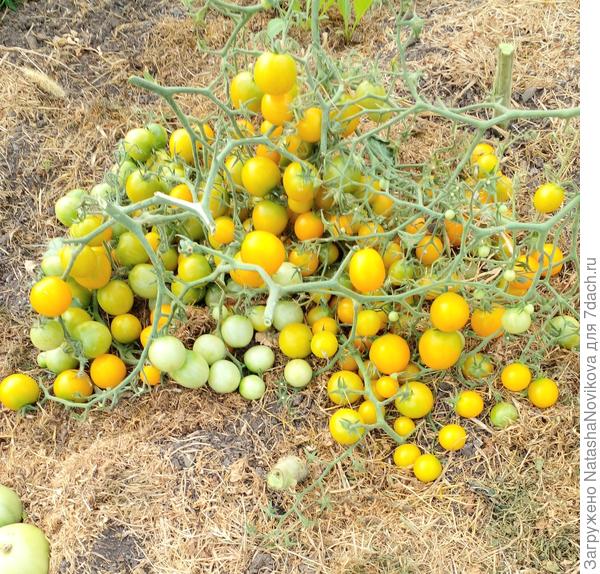 18 августа снимала зелеными, было холодно, в доме быстро дозаривались