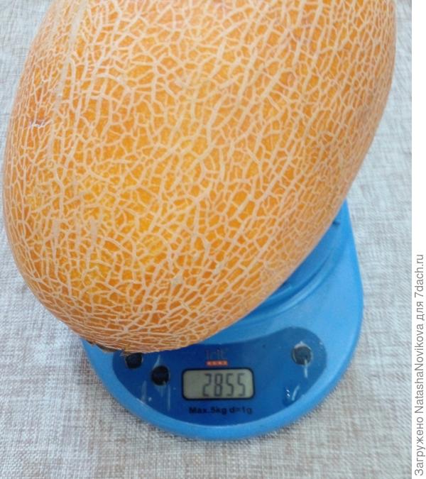 эта целенькая