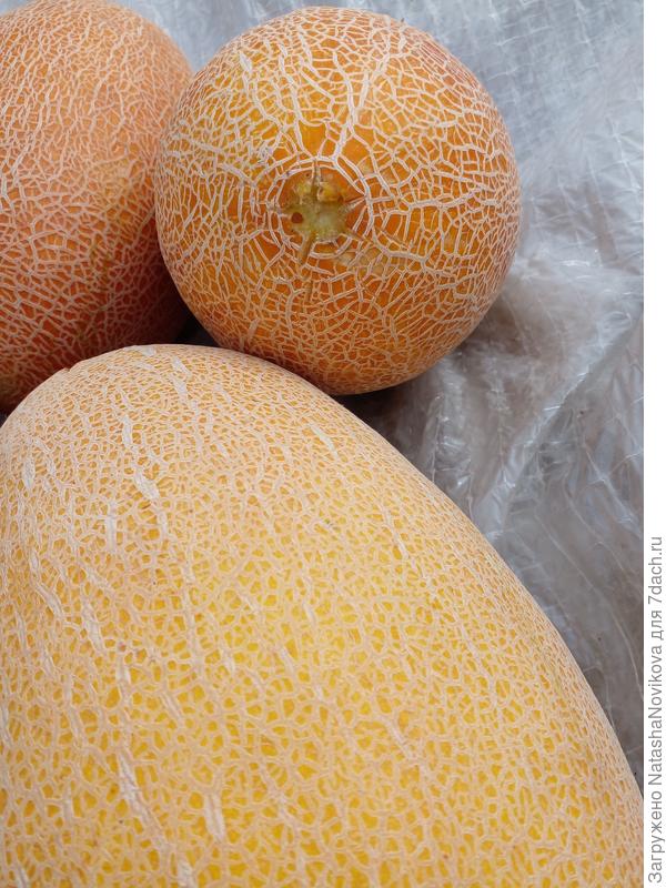 грустно стало без бахчи