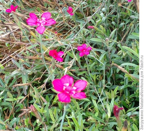 фото цветущей не сохранила, это последние