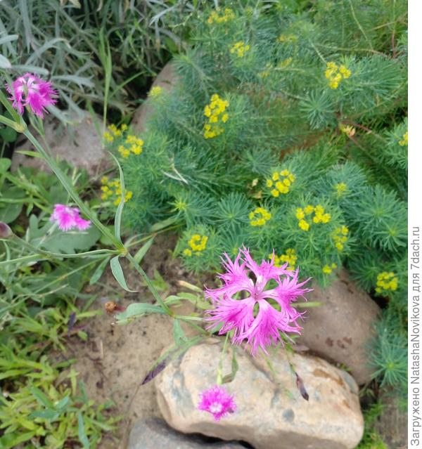 бедненькая, сегодня буду спасать