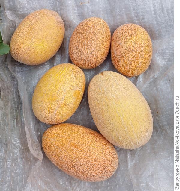 солнечный фрукт