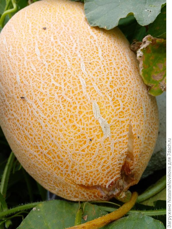 самые крупные треснули и букашки по ним ползают