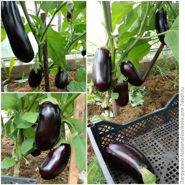 холодно, солнышка мало, дождливо