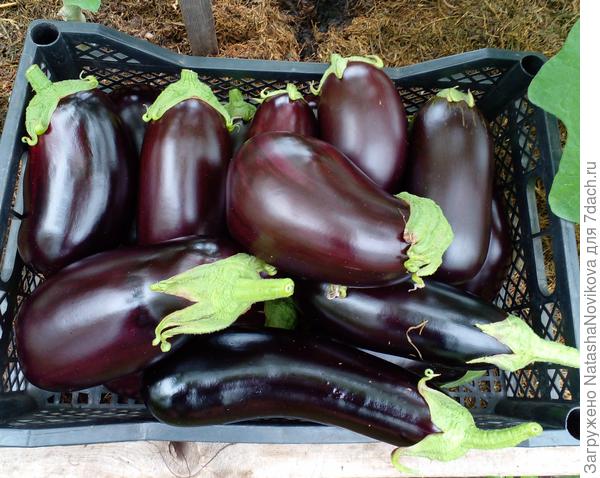 баклажаны точно последние