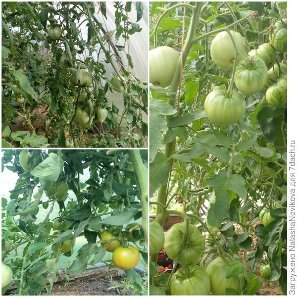 зеленых томатов ещё много на кустах