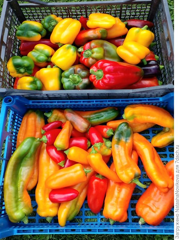 берегитесь баночки