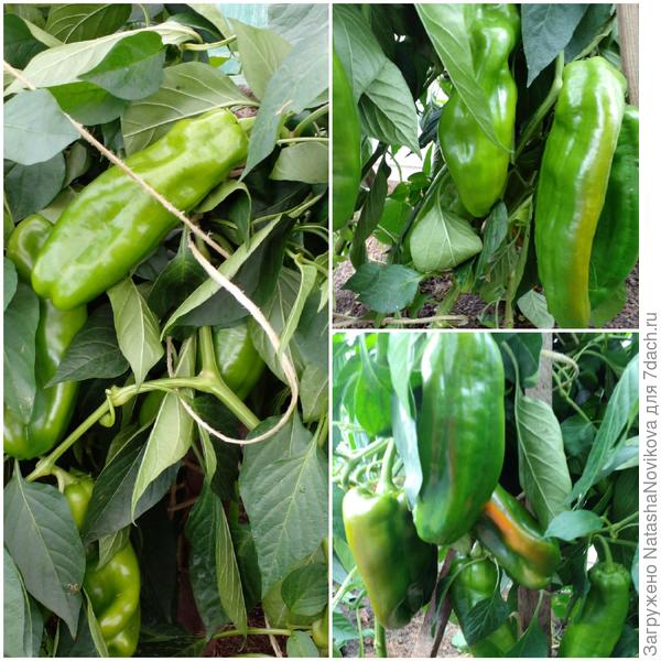 ещё много зеленых, но они точно успеют