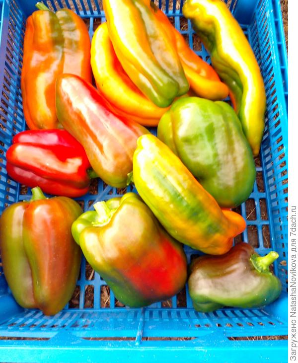 перчики держатся молодчиками, до сентября:)