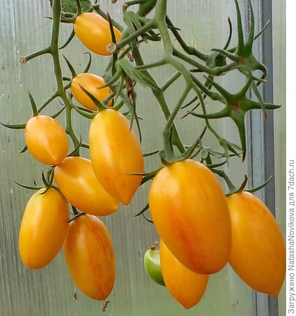 кожица тоненькая, морозятся быстро