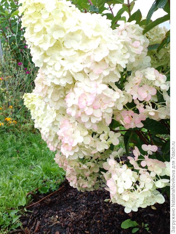 пинки винки