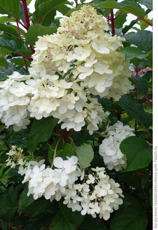 вот тоже с бомбочками дождями всё клонит вниз к земле