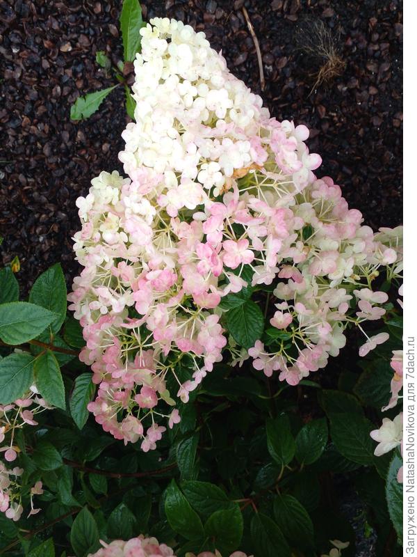 пинки винки