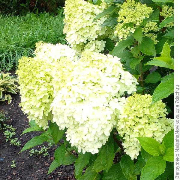 лайм лайт выдаёт такие бутоны