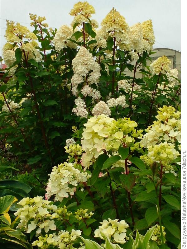 якобы "бобо" на фоне ванилки, прошлогоднее фото