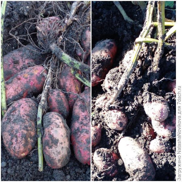 ну что выросло, то выросло