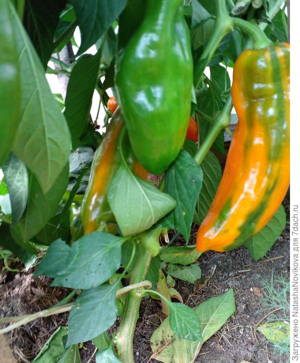 перчики спеют