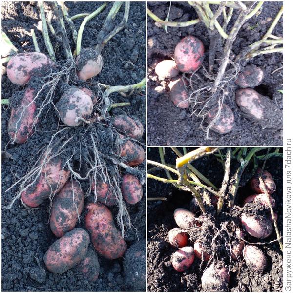 в какой то лунке крупная и до 20-ти штук и ещё держится за ботву а в соседней лунке может быть всего штук 8/10 но хорошего размера