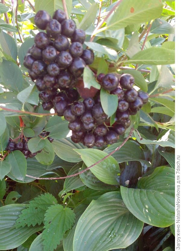 арония нынче хорошА, крупная, но мне её не надо, я по жизни гипотоник