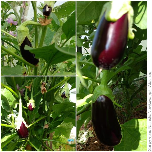 фантастика, но факт