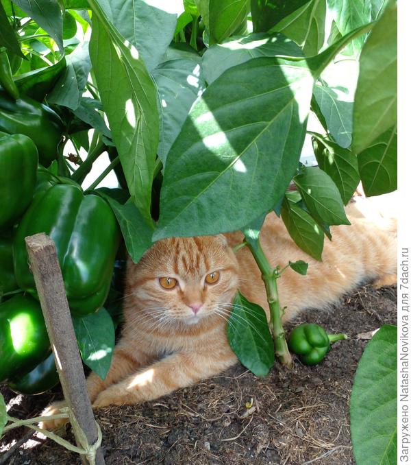 лапатулька Маркиз сторожит урожай