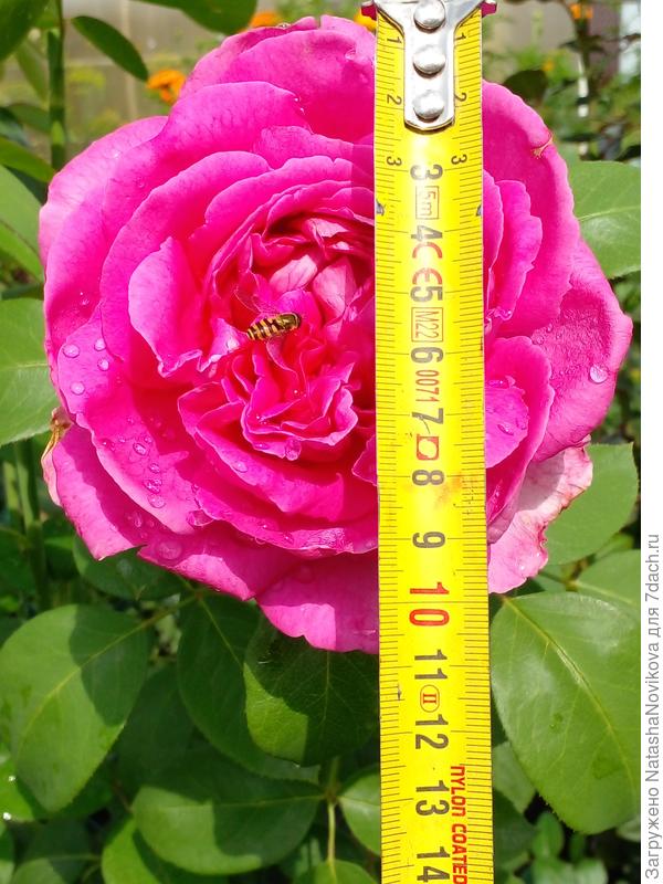 розочка практически не отдыхала