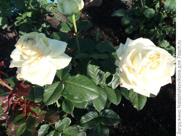 это то же пока неопознанная, то же пересорт, должна была быть "дольче витой"