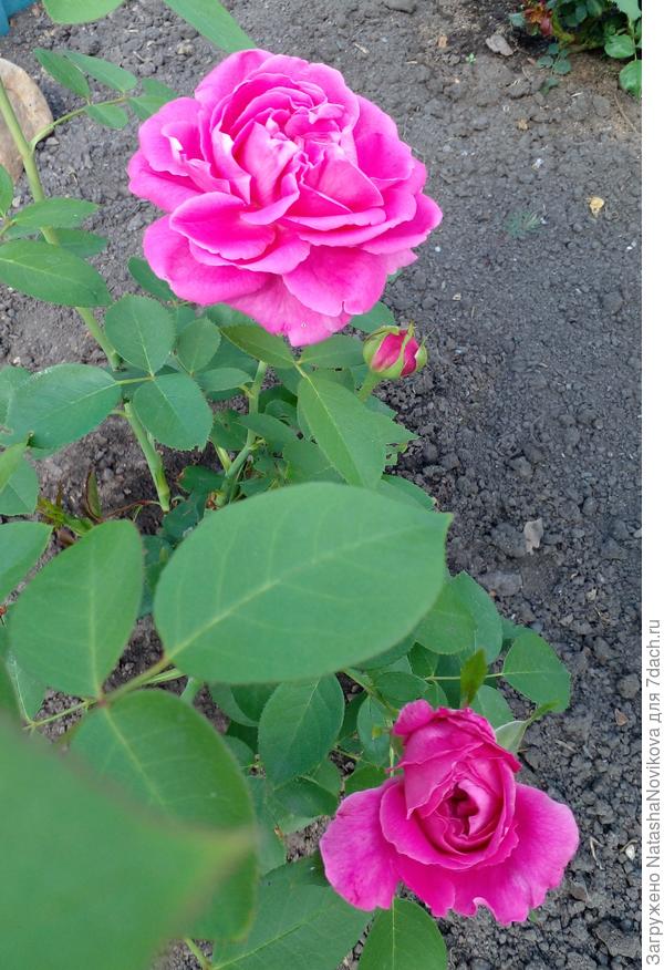 в середине июля цвела