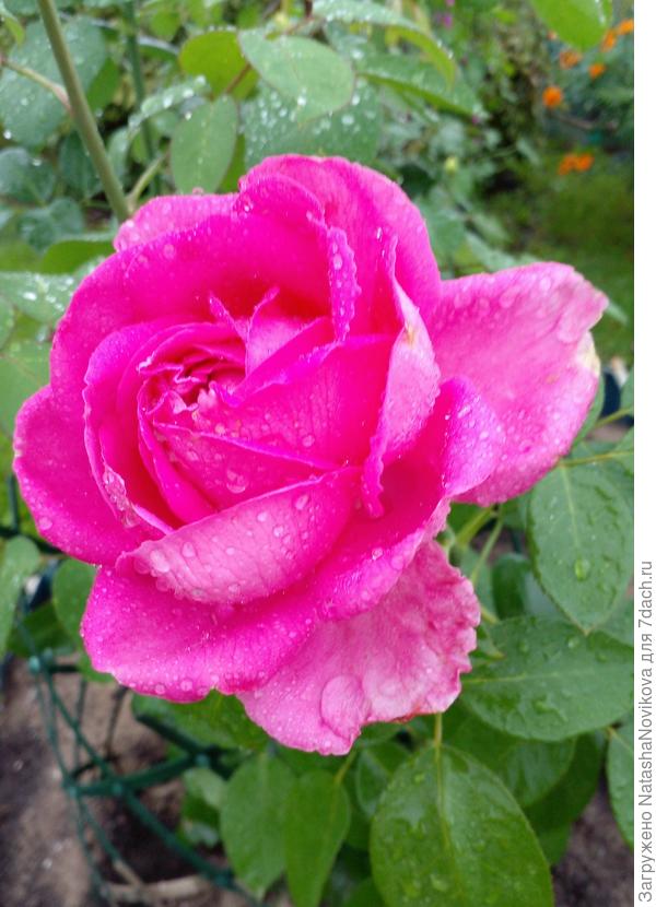 середина августа