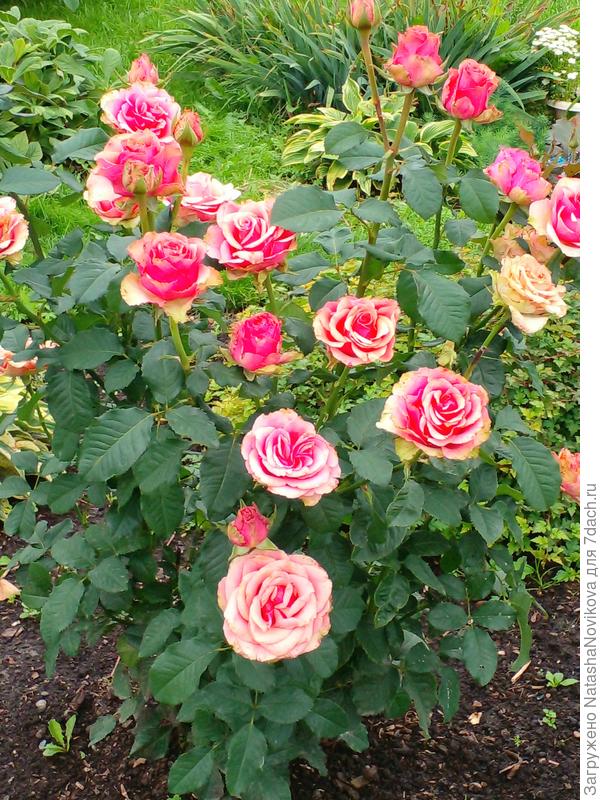 флорибунда "эссель де мари"