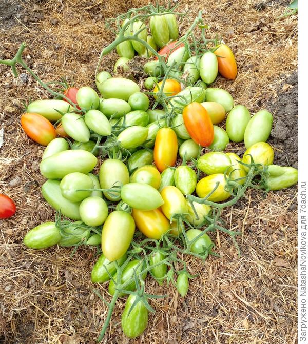 &quot;сливки&quot; в коробушке доспеют