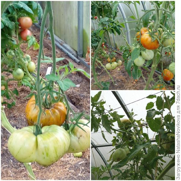 но и коротенькое лето спасибо небесам