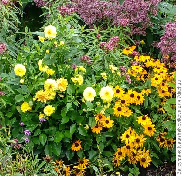 а эти напоминают солнышко