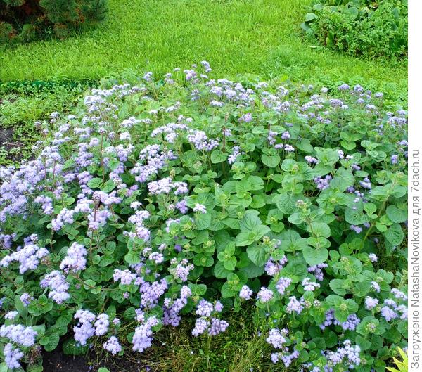 цветы напоминают небо