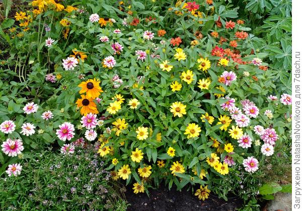 августовский ситчик из циний