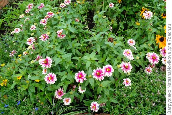 пёстренько, но весело